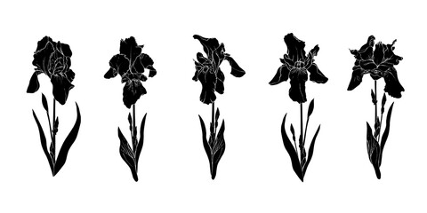 Fototapeta na wymiar Set of hand drawn black silhouette flowers iris on stem and leaves isolated on white. Floral collection flowers sketch drawing. Vector stock illustration.