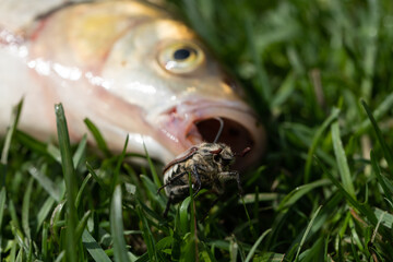 A close-up view of a fresh-water Chub fish known as the European Chub (Squalius cephalus) on green grass with a melolontha beetle in its mouth