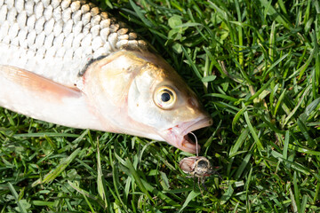 A close-up view of a fresh-water Chub fish known as the European Chub (Squalius cephalus) on green grass with a melolontha beetle in its mouth