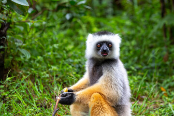 A diademed sifaka in its natural environment in the rainforest on the island of Madagascar