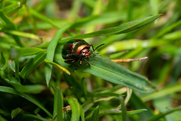 Metallic green, shiny leaf beetle (Chrysomelidae)