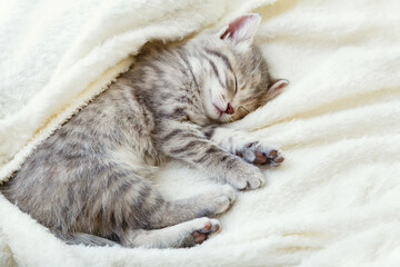 Fototapeta na wymiar Gray striped kitten. Beautiful striped kitten sleeps on soft fluffy beige plaid. Cozy home with pet cat, animal baby. Top view with copy space. Sleeping cat portrait.