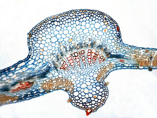 Photomicrography of cross section of cotton leaf. Gossypium sp.