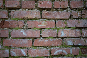 Red brick old wall. Green moss grows on the brick wall. Background or texture.