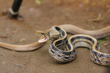 The radiated ratsnake, copperhead rat snake or copper-headed trinket snake (Coelognathus radiatus) is a nonvenomous species of colubrid snake.