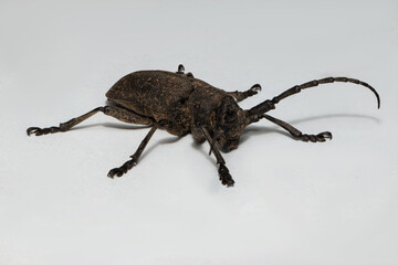 Xystrocera is a genus of long horn beetles that belong to the Cerambycidae family.