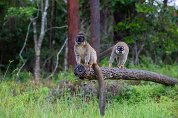 Brown lemurs play in the meadow and a tree trunk and are waiting for the visitors