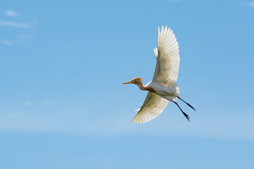 cattle egret flying in the sky