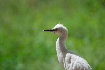 The little egret (egretta garzetta)