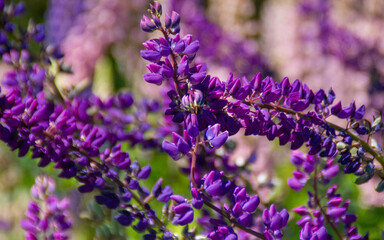 lupin flowers in the field