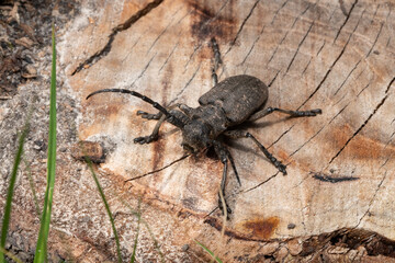 Xystrocera is a genus of long horn beetles that belong to the Cerambycidae family.