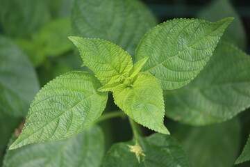 Symmetric green leaves 