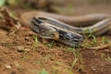 The radiated ratsnake, copperhead rat snake or copper-headed trinket snake (Coelognathus radiatus) is a nonvenomous species of colubrid snake.
