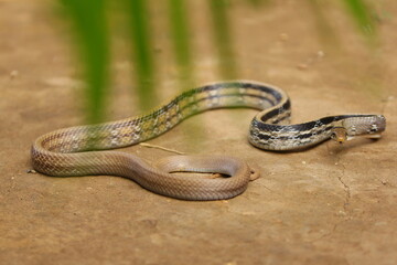 The radiated ratsnake, copperhead rat snake or copper-headed trinket snake (Coelognathus radiatus) is a nonvenomous species of colubrid snake.