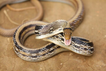 The radiated ratsnake, copperhead rat snake or copper-headed trinket snake (Coelognathus radiatus) is a nonvenomous species of colubrid snake.