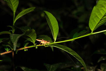 A grasshopper on a leaf of a bush