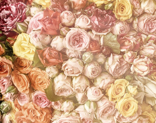 Floral background from multi-colored small rosebuds.  Very soft focus in the haze. Pastel background.
