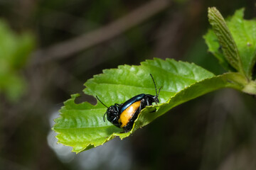 alder leaf beetle, Agelastica alni,