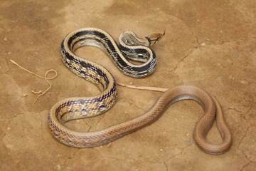 The radiated ratsnake, copperhead rat snake or copper-headed trinket snake (Coelognathus radiatus) is a nonvenomous species of colubrid snake.