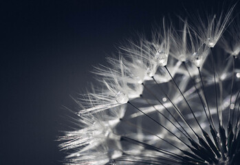 dandelion seed head. dandelion fluffs on a gray background. dandelion fluff. dandelion fluffs in...