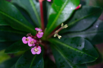 Fototapeta premium Colorful plants and flowers in close-up on the island of Madagascar