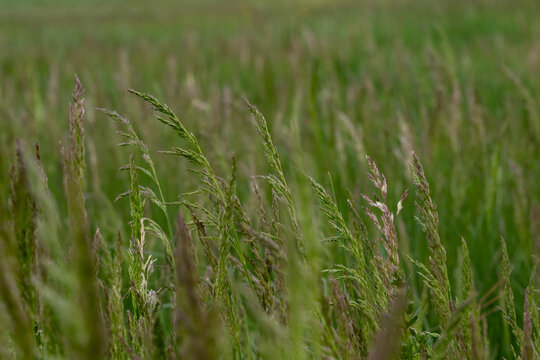 Elytrigia repens meadow in bloom