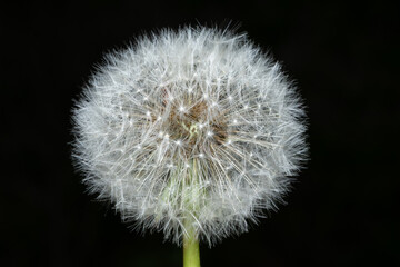 Close up of dandelion isolated on black
