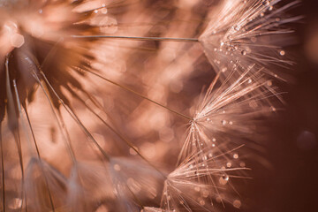 dandelion seed head. dandelion fluff. dandelion fluffs in dew drops. closeup of a wet dandelion. dew drops on a dandelion