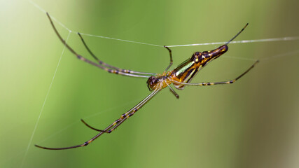 macro photo of a golden orb spider hanging on its line. gracious and fragile arachnid but dreadful predator for small animals trapped on its spiderweb, somewhere in the tropical jungle of Thailand