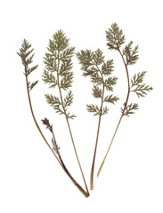 Herbarium. Composition of pressed and dried carrot tops on white background.