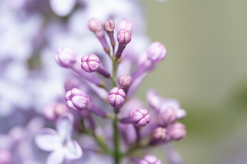 Close-up beautiful lilac flowers