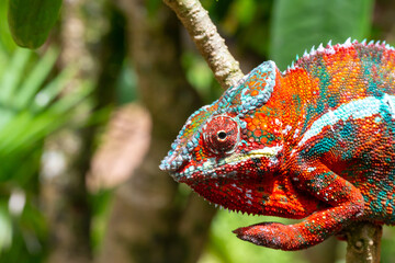 Colorful chameleon on a branch in a national park on the island of Madagascar