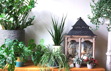 House plants different potplant sets. industrial green interior. Urban jungle interior in livingroom of home garden jungle. 