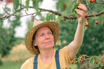 Female farmer picking ripe cherry fruit in organic orchard