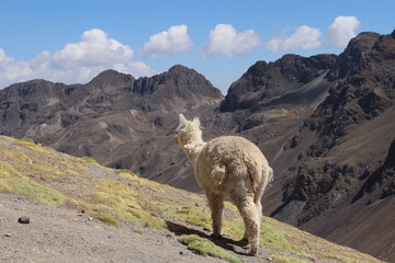 lama in the mountains