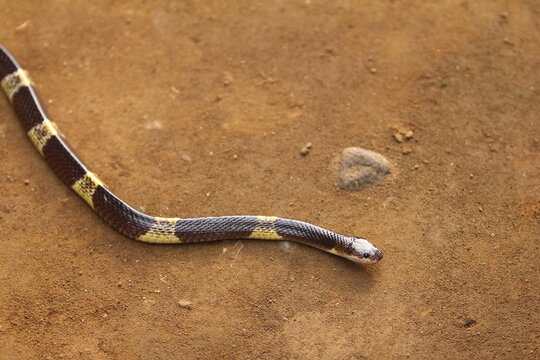 Bungarus candidus, commonly known as the Malayan krait or blue krait, is a highly venomous species of snake.