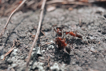Red ants carying dead ant to the anthill. Close up view