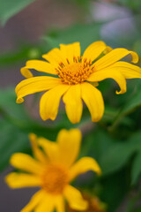 yellow flower on green background