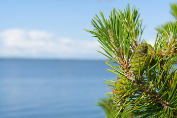 New growth green pine trees against baltic sea and blue sky. macro shoot with copy space.