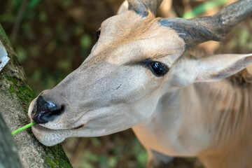 Antelope are eating grass from visitors in the zoo. A herbivore with horns living in the herd