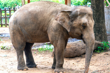 Naklejka premium The elephant relaxes in the zoo. It is a large animal that eats plants and has a lifespan of more than 70 years