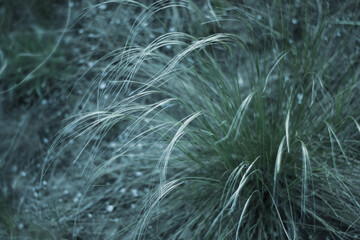 feather grass feathery in the field. tinted