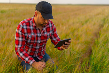 Young Farmer close-up holding tablet inspecting growth in a wheat field. Nature Yellow field with grain. 