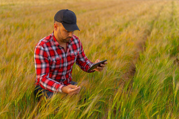 Naklejka na ściany i meble Young Farmer close-up holding tablet inspecting growth in a wheat field. Nature Yellow field with grain. 