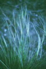 feather grass feathery in the field. tinted