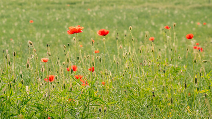 Detail of isolated red poppy (common poppy) flower. Papaver rhoeas.