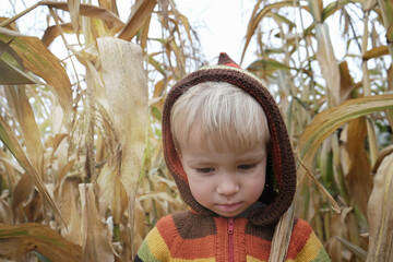 Portrait of cute sad child boy in colorful knitted sweater lost in autumn corn field. Childhood,...