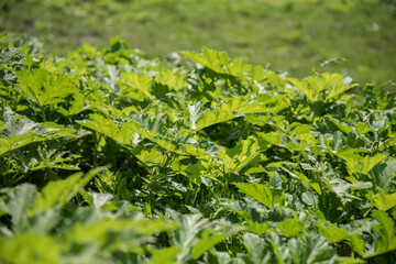 Young shoots of borscht. A poisonous and dangerous plant in the background light.