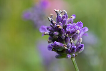 Lavender flower in a garden in summertime, United Kingdom