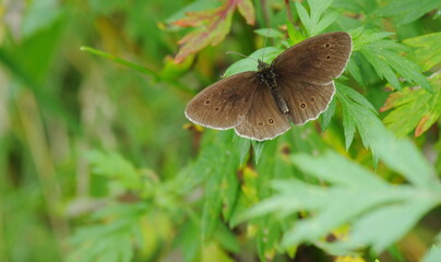 butterfly on grass